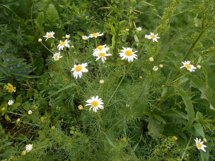 4533467_DSCN77641 (700x525, 350Kb)