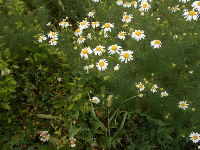 4533467_DSCN77661 (700x525, 342Kb)