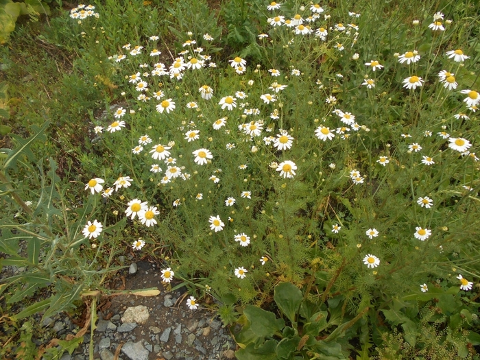 4533467_DSCN77701 (700x525, 376Kb)