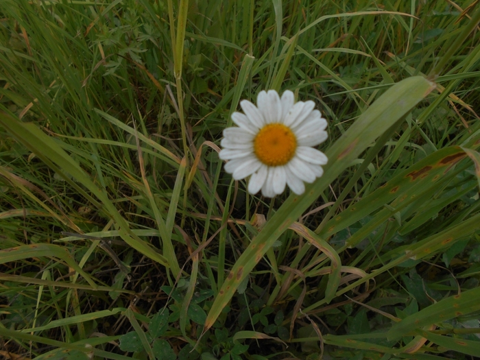 4533467_DSCN77781 (700x525, 293Kb)