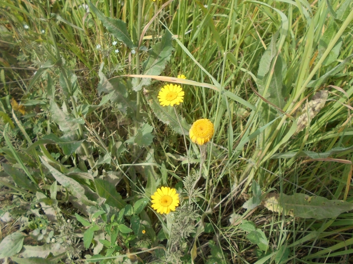 4533467_DSCN77721 (700x525, 355Kb)