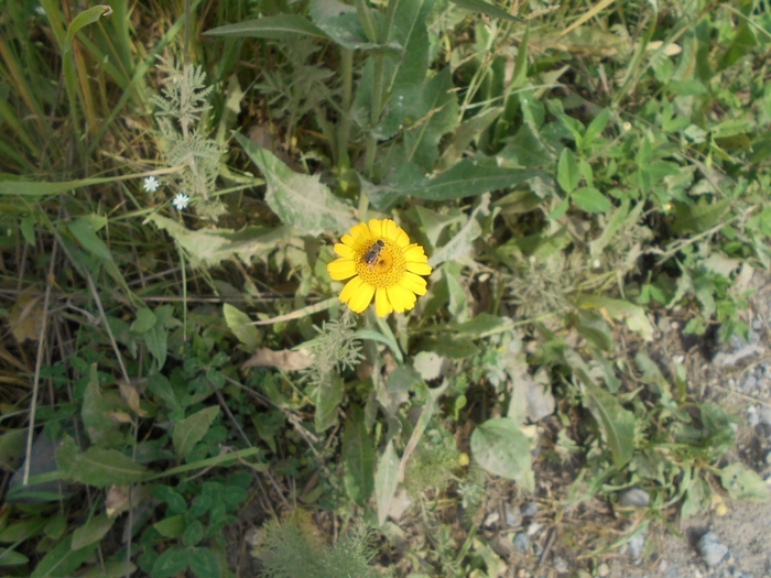 4533467_DSCN77741 (700x525, 299Kb)