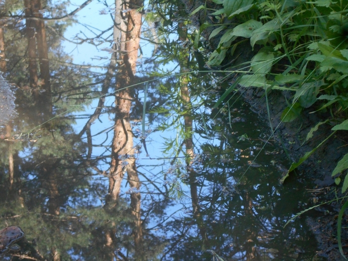 4533467_DSCN77831 (700x525, 326Kb)