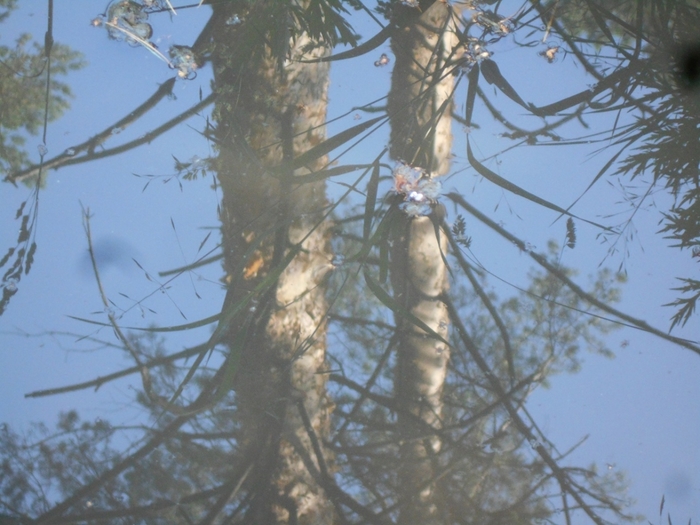 4533467_DSCN77851 (700x525, 257Kb)