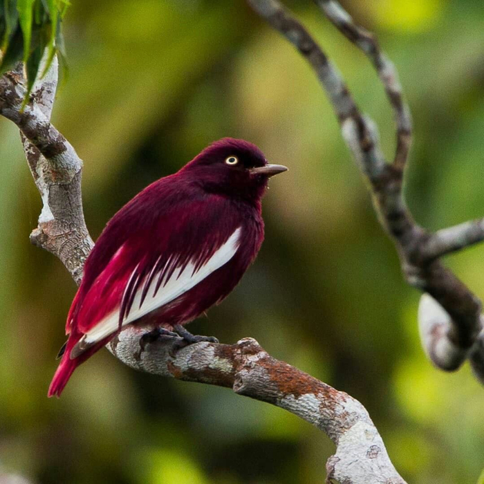 1691988396_430_With-its-impressive-plumage-distinctive-crest-and-elusive-behavior-this (1) (700x700, 440Kb)