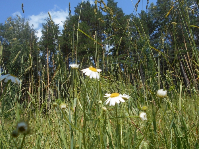 4533467_DSCN77891 (700x525, 371Kb)