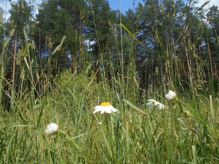 4533467_DSCN77911 (700x525, 381Kb)