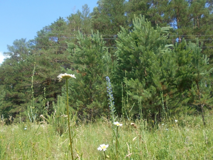 4533467_DSCN77931 (700x525, 335Kb)