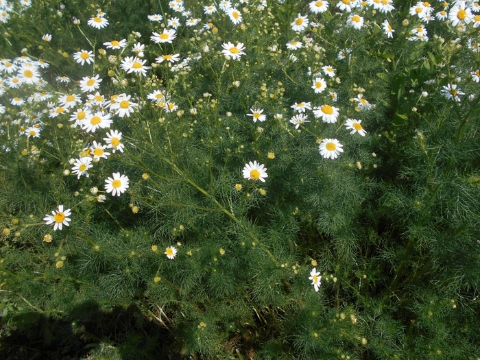 4533467_DSCN77961 (700x525, 372Kb)
