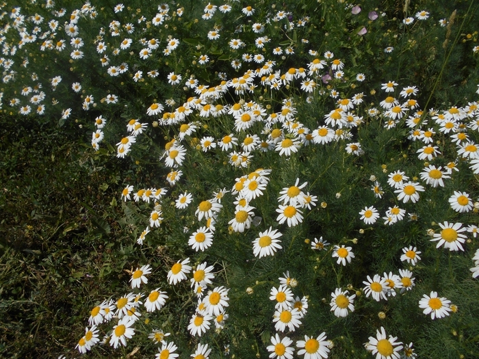 4533467_DSCN77981 (700x525, 387Kb)