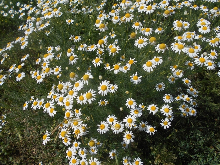 4533467_DSCN77991 (700x525, 392Kb)