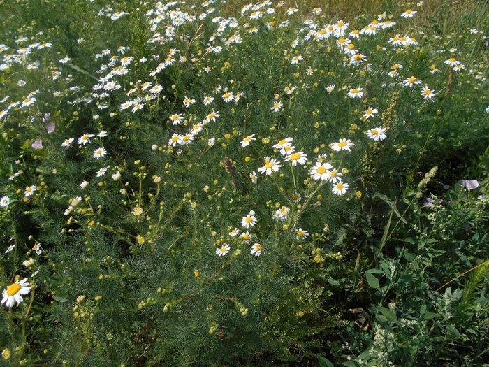 4533467_DSCN78011 (700x525, 387Kb)