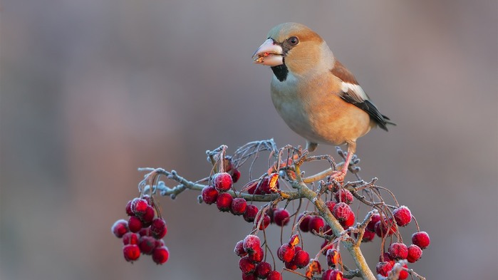Bird-red-berries-frost-cold_1366x768 (1) (700x393, 46Kb)