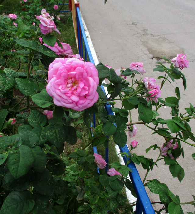 IMG_7082 (640x700, 589Kb)