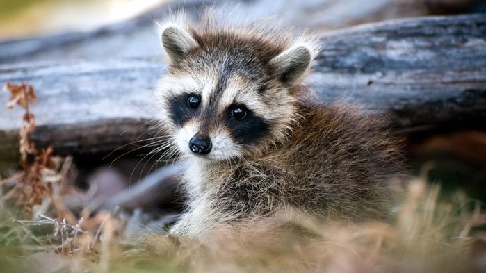 1680711875_animals-pibig-info-p-malenkii-yenot-zhivotnie-oboi-1 (700x393, 58Kb)