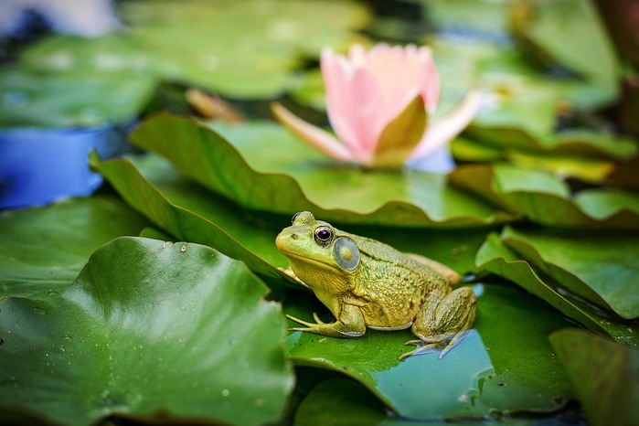 5152557_bullfrog2526024_1280 (700x466, 73Kb)
