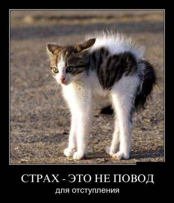 4743317_1442382359_14 (598x700, 41Kb)