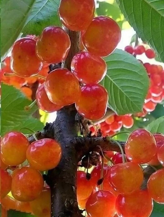 IMG_20250630_194723 (528x700, 92Kb)