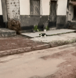4743317_1638533991_gifs_19 (254x260, 3972Kb)