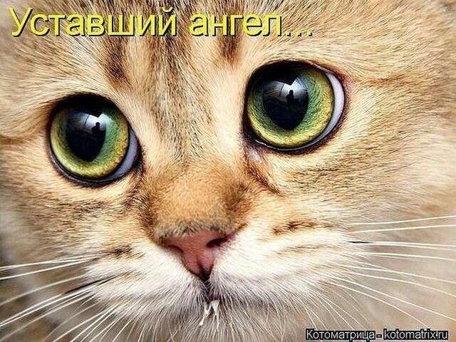 4743317_i24104 (640x480, 119Kb)