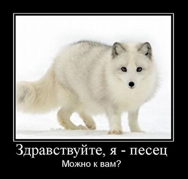 4743317_demotivatory_32 (640x610, 41Kb)
