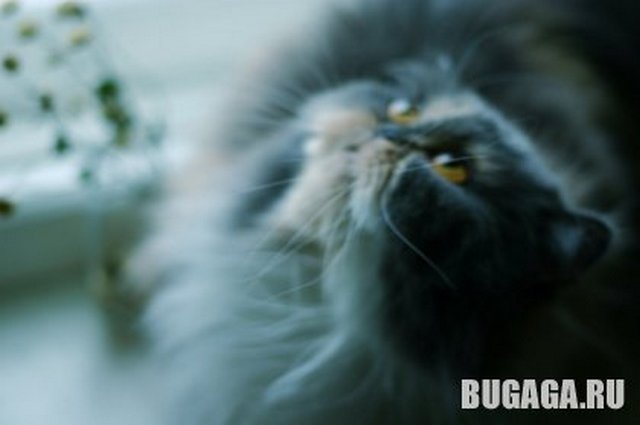 4743317_1140904709_vikcat8 (640x425, 24Kb)