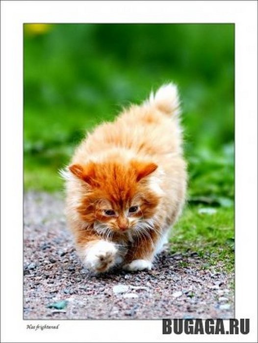 4743317_1140904628_19up1 (526x700, 60Kb)