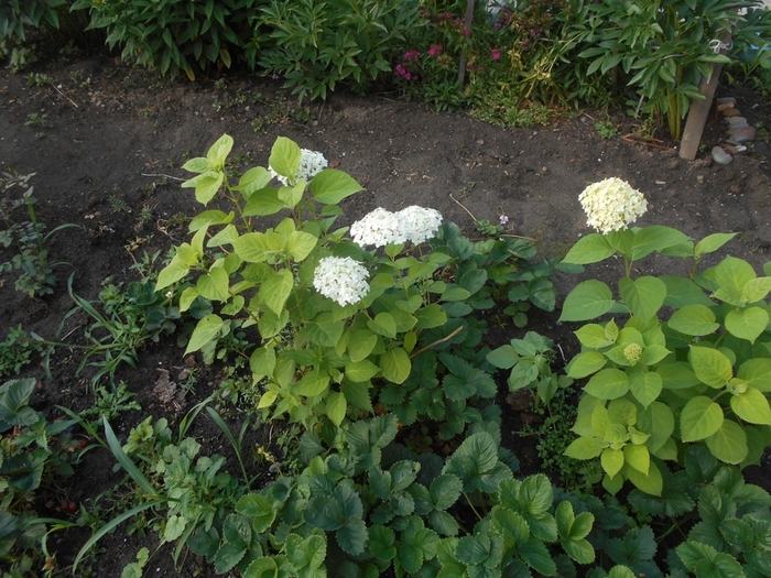 4533467_DSCN78071 (700x525, 335Kb)