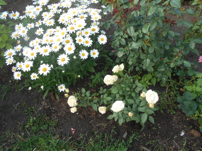 4533467_DSCN78091 (700x525, 354Kb)