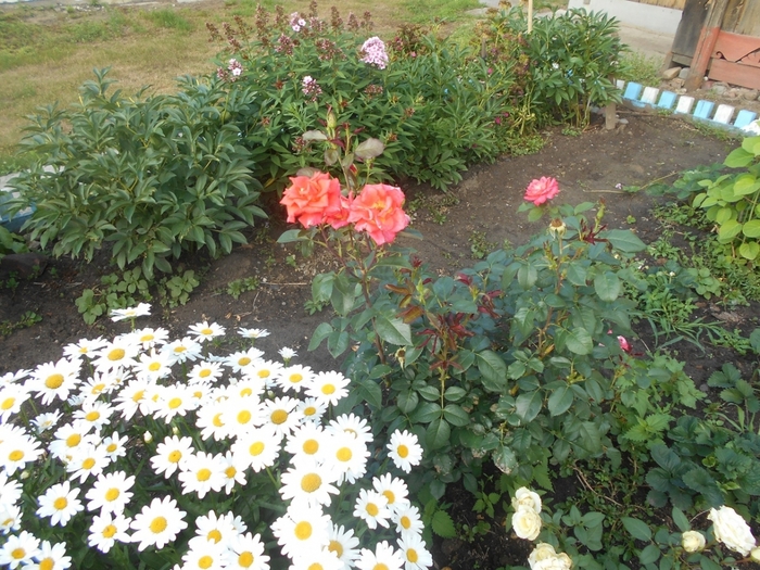 4533467_DSCN78111 (700x525, 361Kb)
