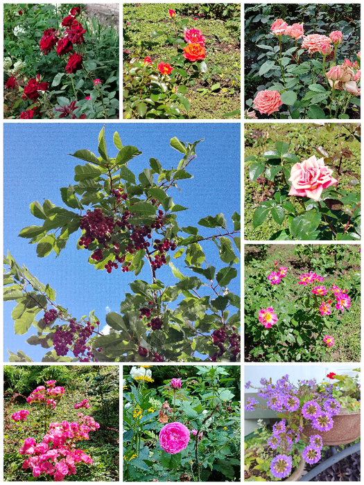 Collage_20250707_101602 (525x700, 706Kb)