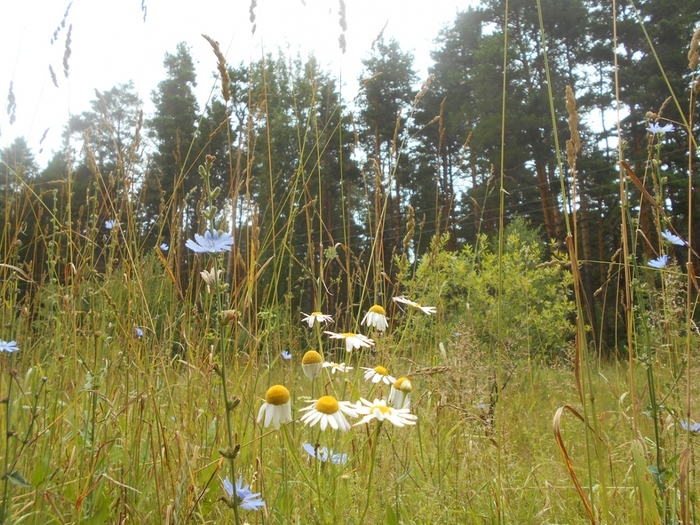 4533467_DSCN78151 (700x525, 353Kb)