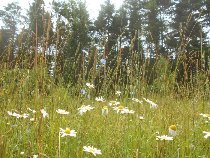 4533467_DSCN78201 (700x525, 375Kb)