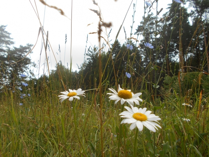 4533467_DSCN78221 (700x525, 318Kb)