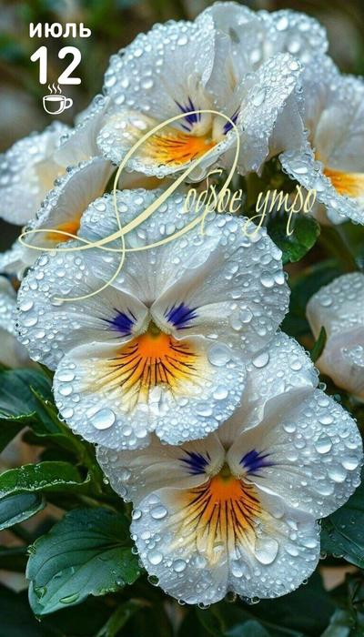 IMG_20250712_060212 (400x700, 59Kb)