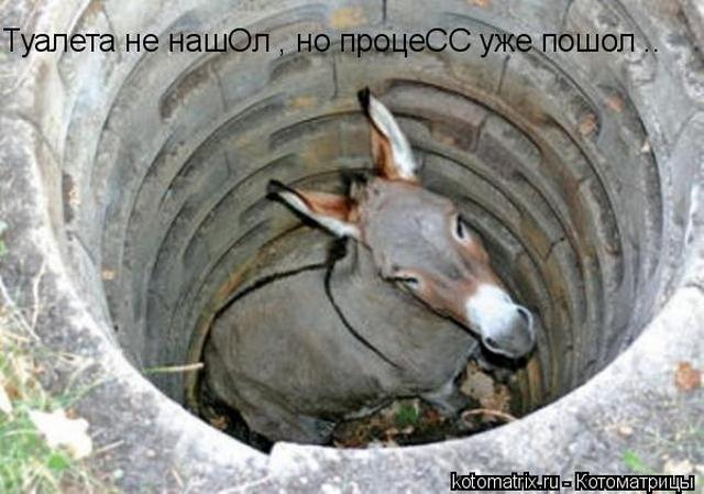 4743317_w (640x449, 48Kb)
