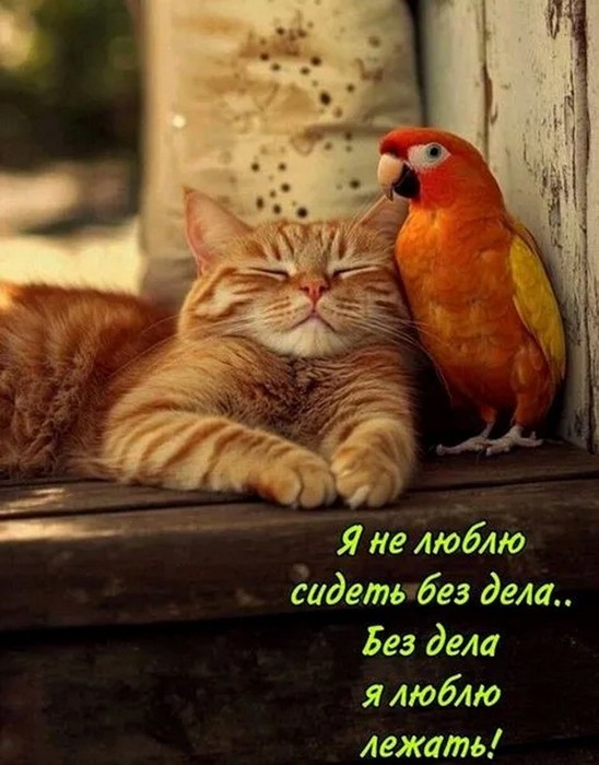 4743317_i_webp4 (548x700, 85Kb)