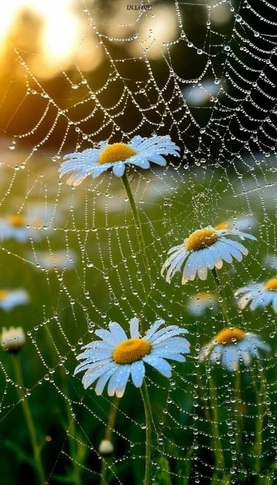 IMG_20250713_080603 (400x700, 79Kb)