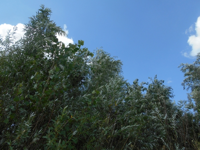 4533467_DSCN78411 (700x525, 297Kb)