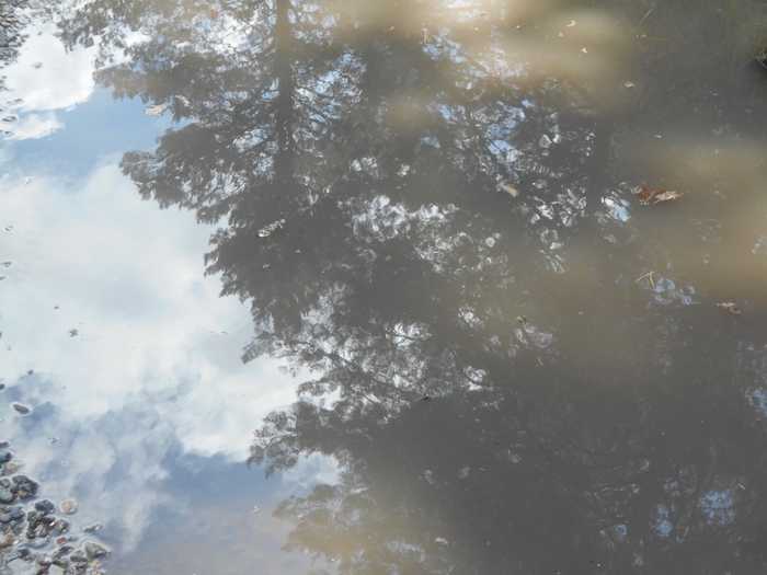 4533467_DSCN78471 (700x525, 227Kb)