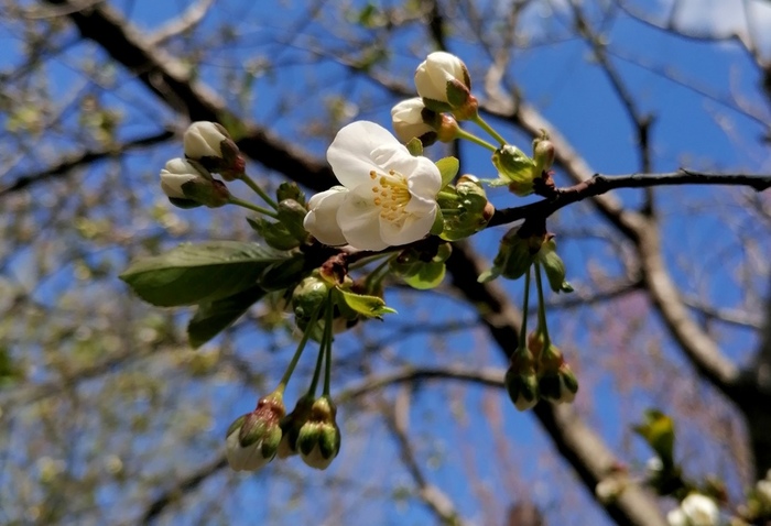IMG_20250410_114124 (700x478, 116Kb)