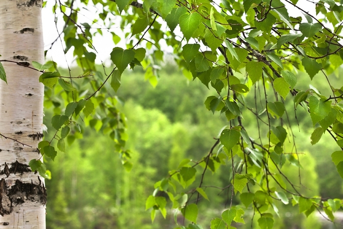 5152557_00009 (700x466, 279Kb)