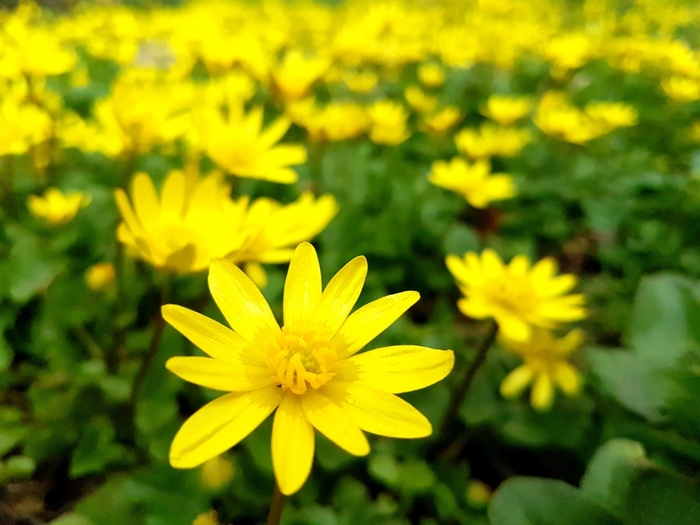 5152557_b53501 (700x525, 235Kb)