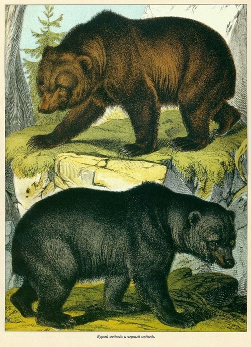 5158259_Byrii_i_chernii_medvedi_ (505x699, 335Kb)