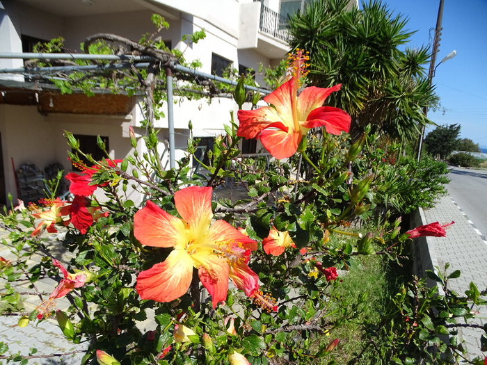 DSC00180 (700x525, 619Kb)