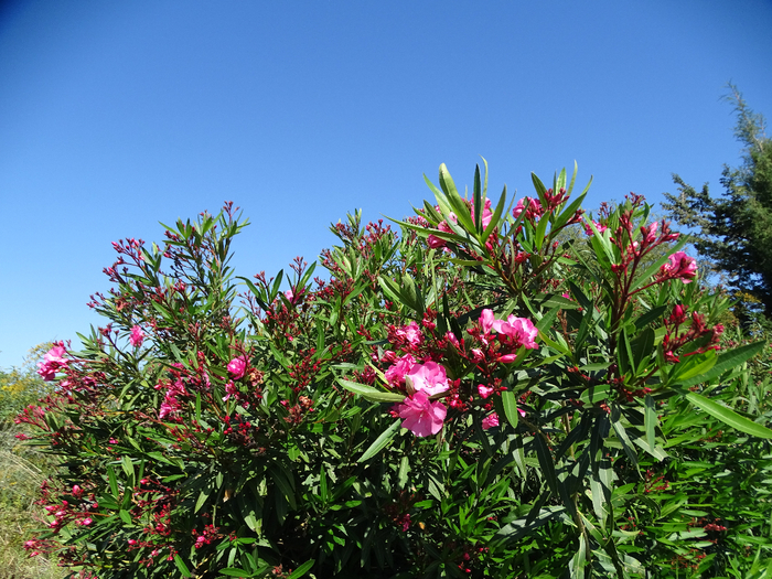 DSC00184 (700x525, 566Kb)