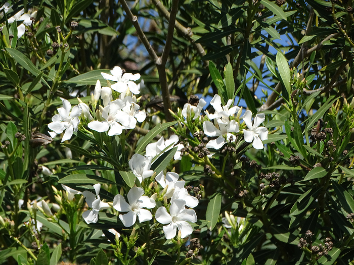 DSC00188 (700x525, 551Kb)
