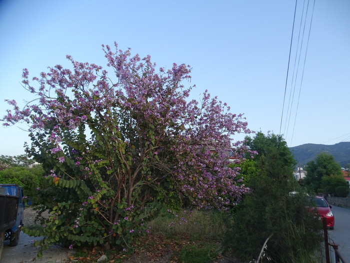 DSC00209 (700x525, 448Kb)