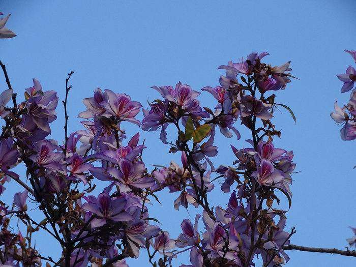 DSC00211 (700x525, 455Kb)