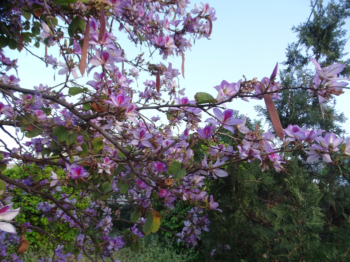 DSC00213 (700x525, 594Kb)